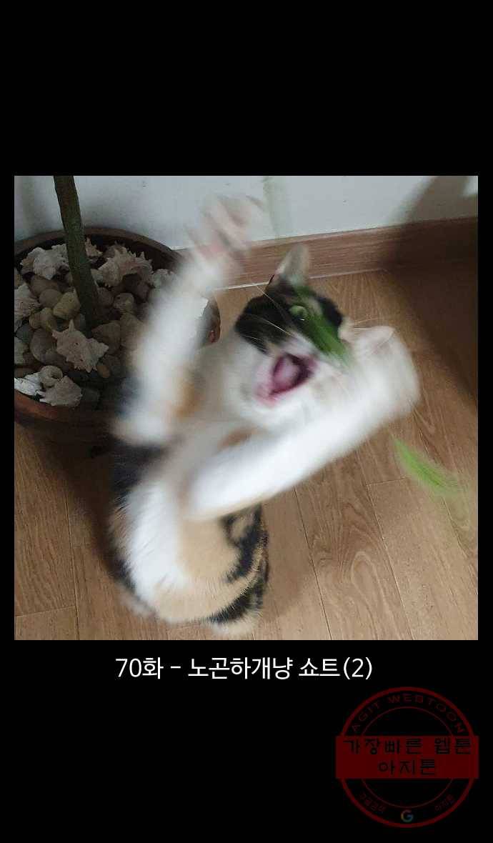 노곤하개 시즌4 70화 노곤하개냥 쇼트 (2) 1