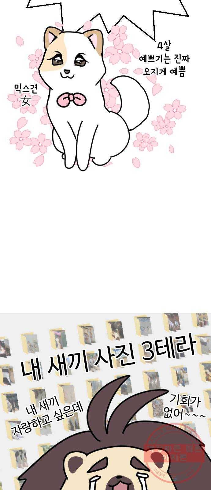 개를 낳았다 특별편 - 내 새끼 자랑쑈 5