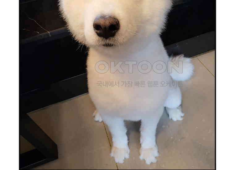 극한견주 시즌2 2화 면봉 미용 후기 47