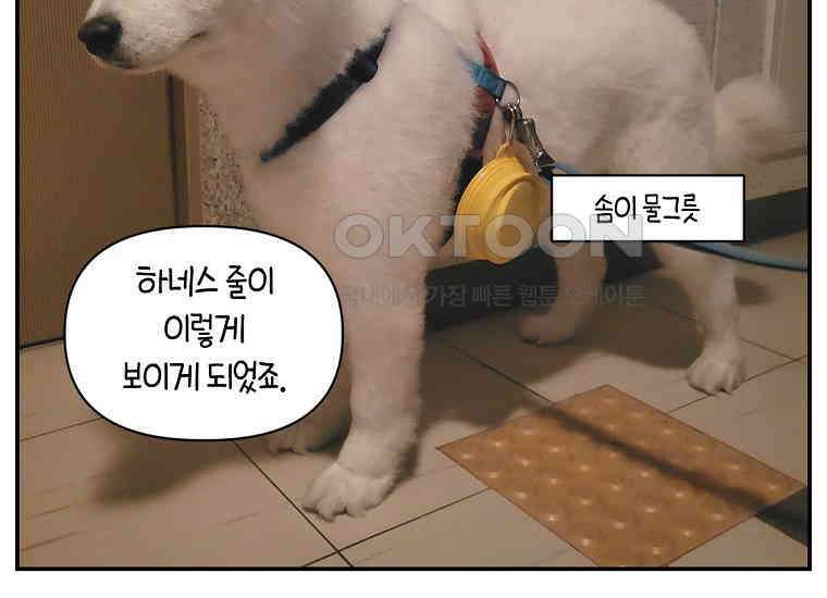 극한견주 시즌2 2화 면봉 미용 후기 49
