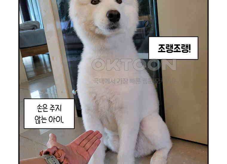 극한견주 시즌2 2화 면봉 미용 후기 51