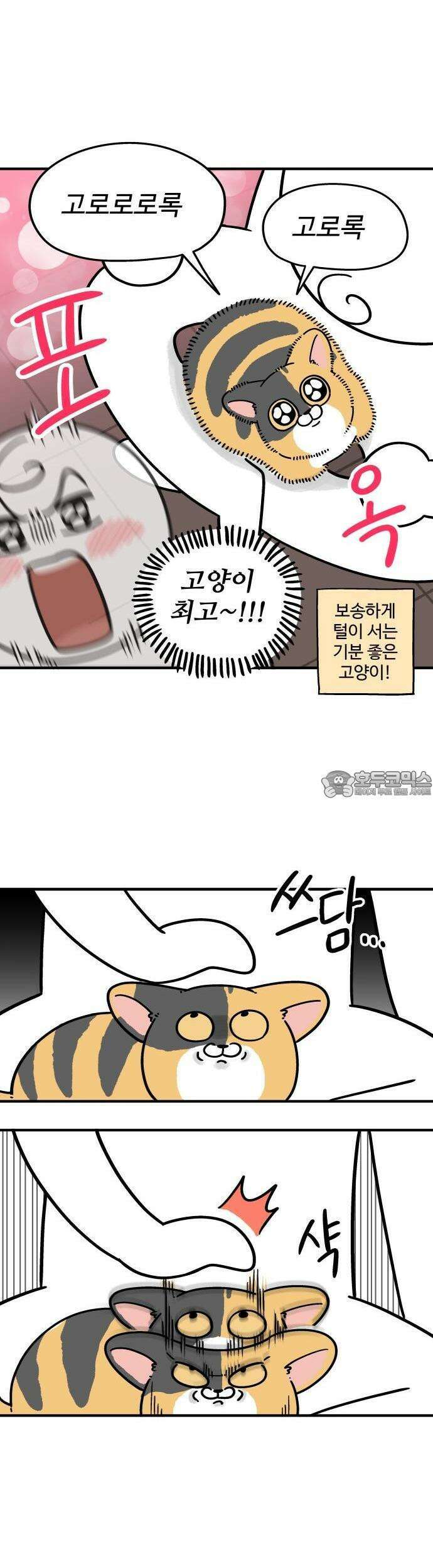 노곤하개 쇼츠 이상해 고양이 2