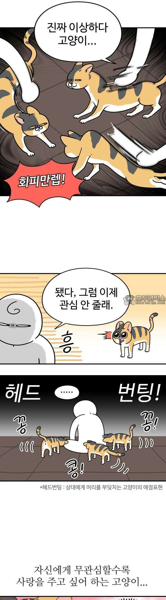 노곤하개 쇼츠 이상해 고양이 4