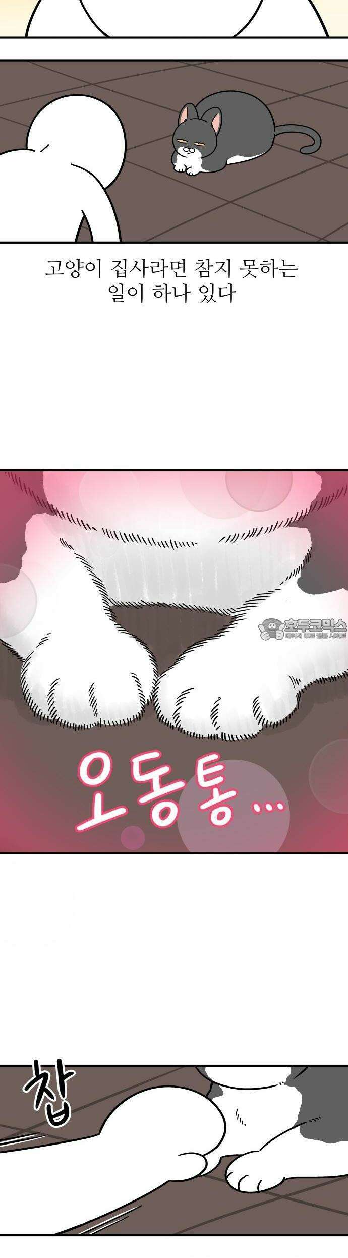 노곤하개 쇼츠 이상해 고양이 6