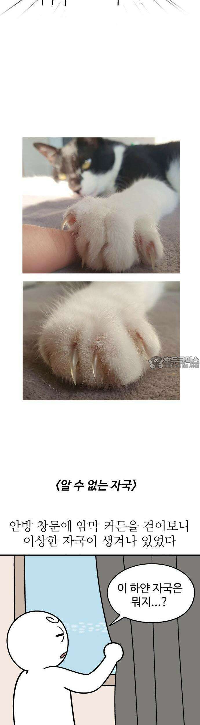 노곤하개 쇼츠 이상해 고양이 9