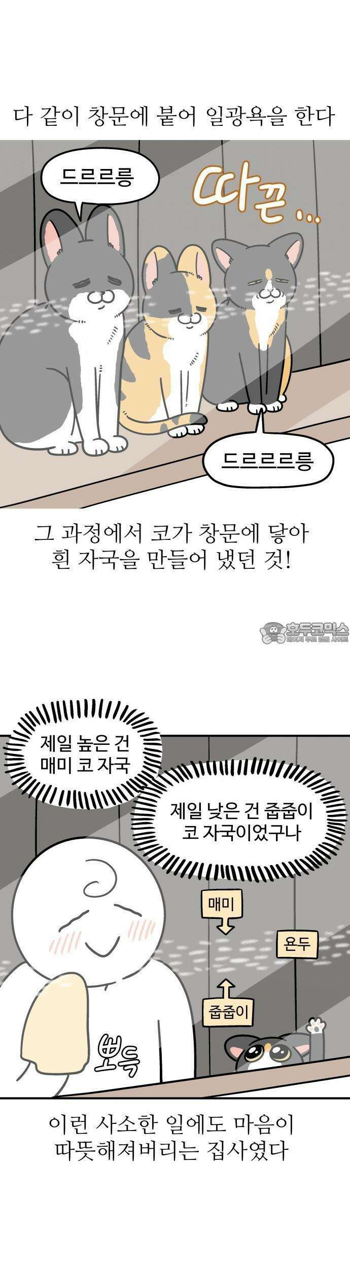 노곤하개 쇼츠 이상해 고양이 11