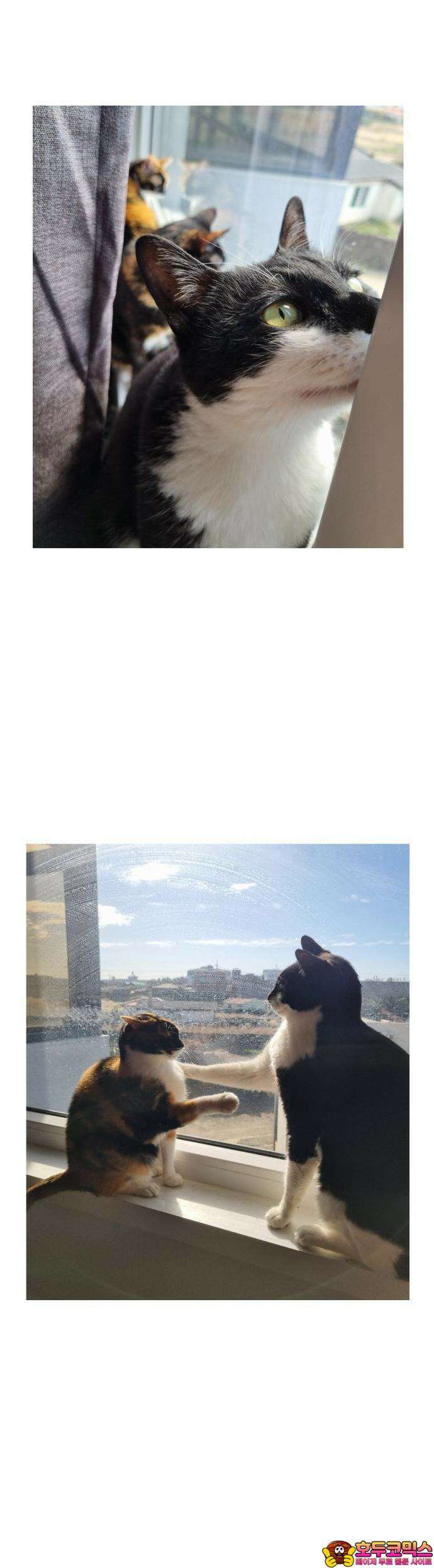 노곤하개 쇼츠 이상해 고양이 12