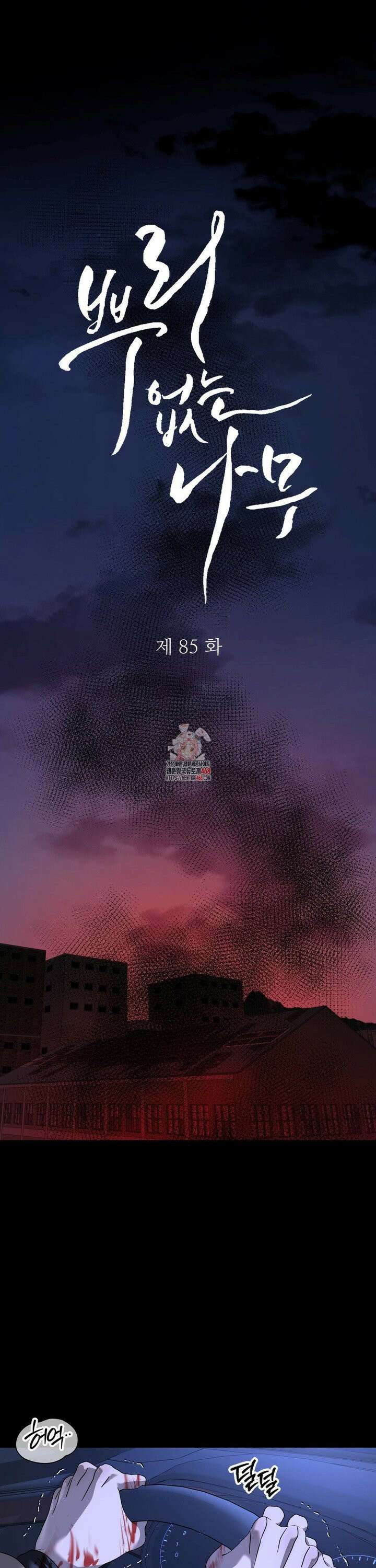 뿌리 없는 나무 85화 1