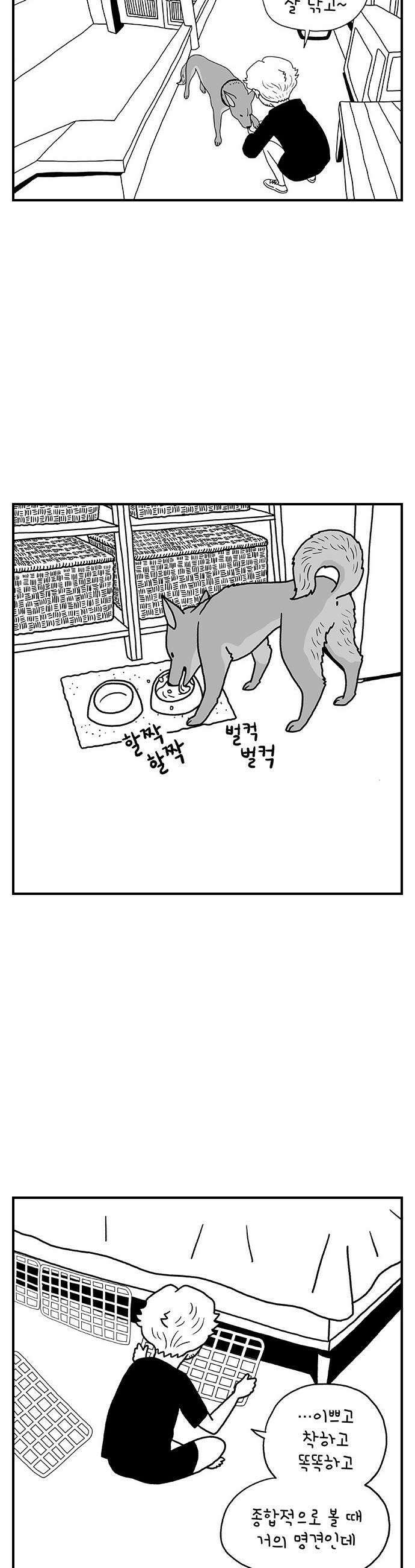 펫로스클럽 31 달리 소개서 22