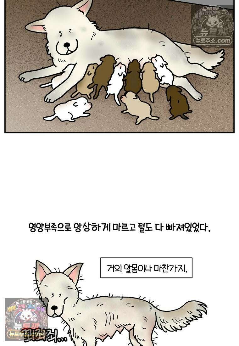 극한견주 시즌2 109화 숑이의 사연 3