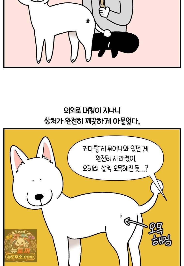 극한견주 시즌2 153화 의문의 혹 20